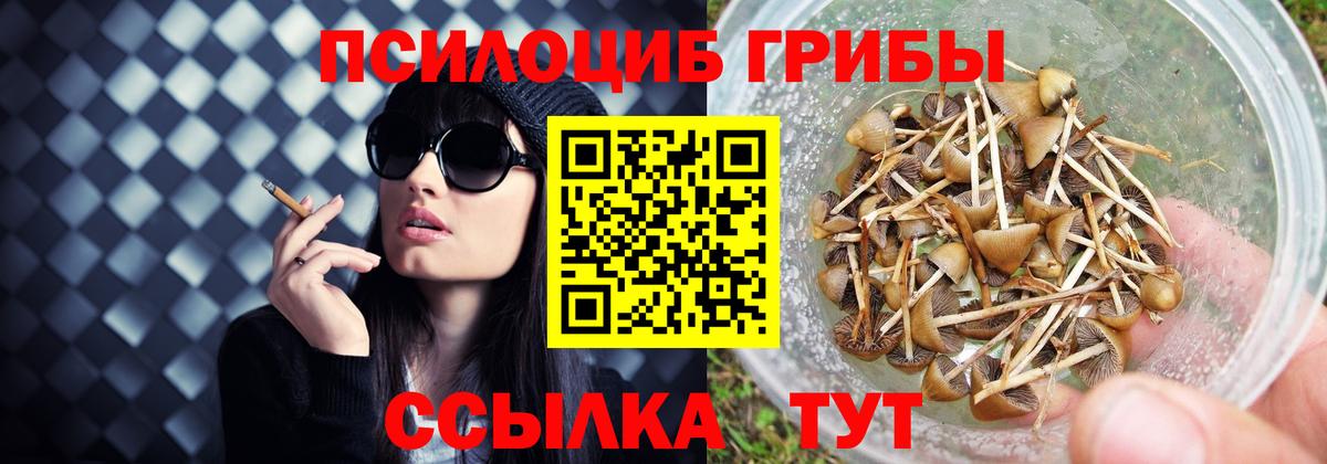 Псилоцибиновые грибы Psilocybe Ярославль